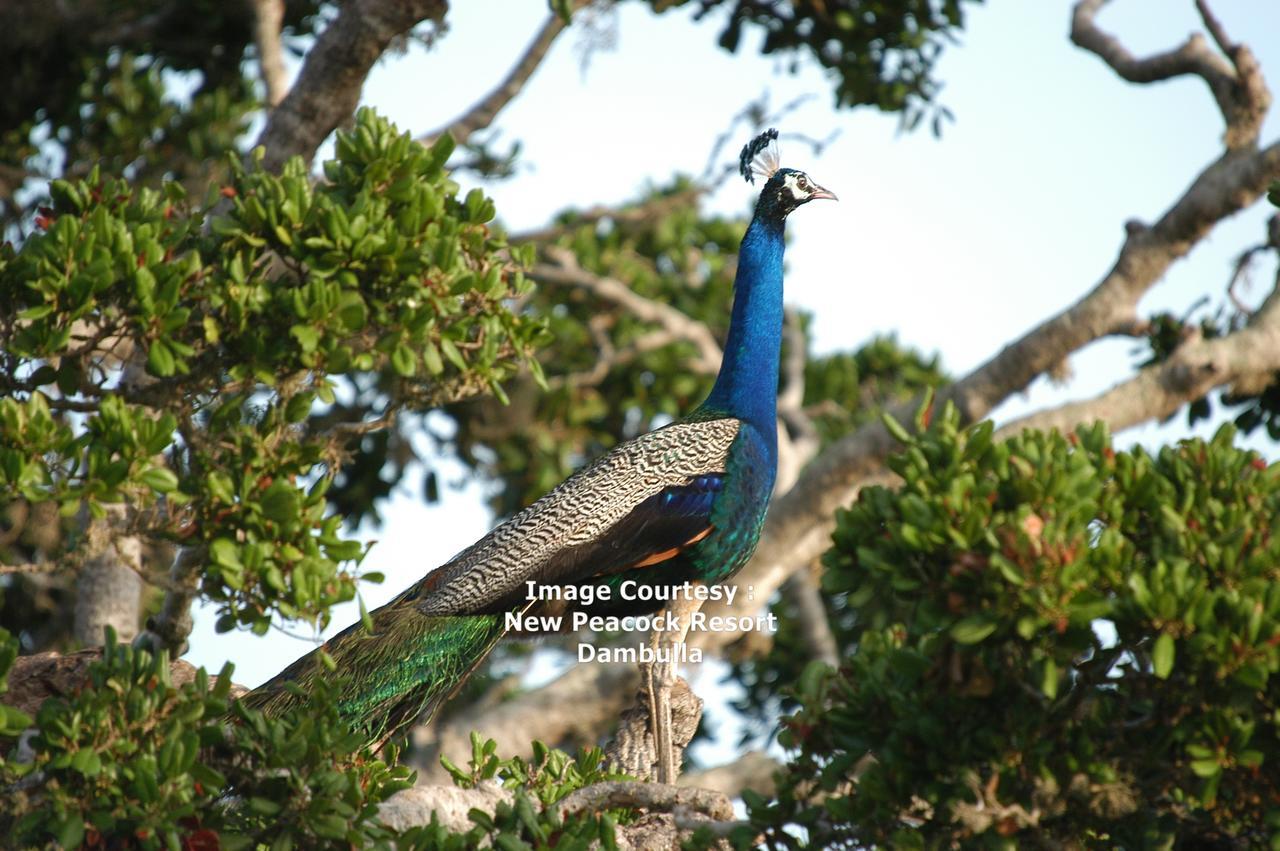 New Peacock Resort Dambulla Bagian luar foto